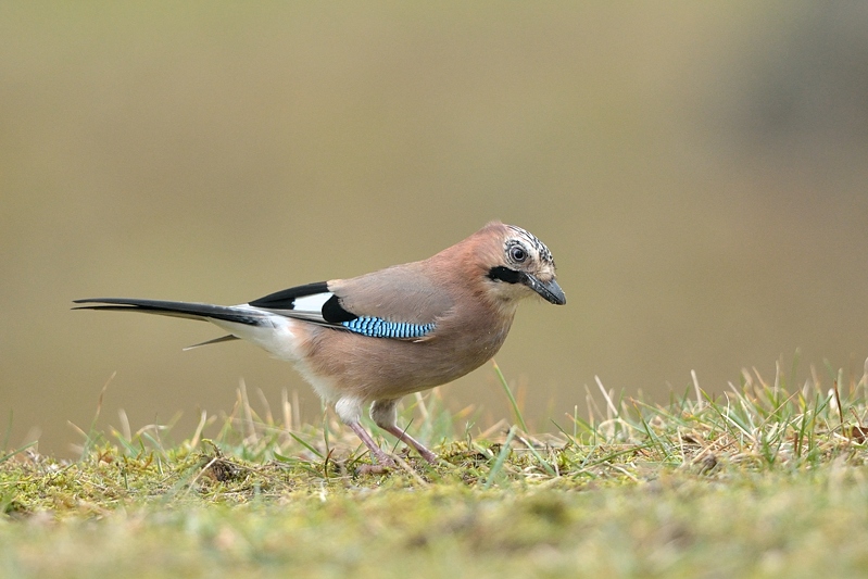 Gaai (Garrulus glandarius)